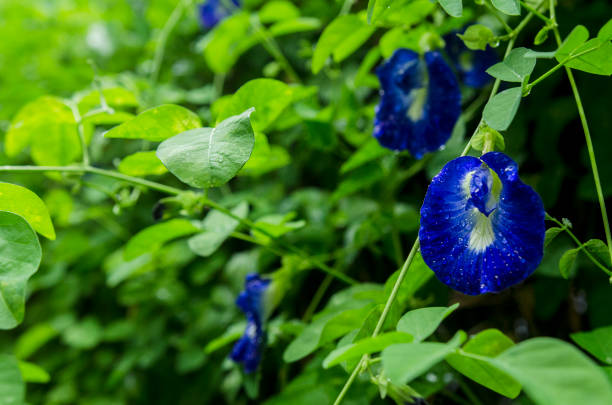 istock Butterfly Pea Flower in the garden when after rain 1400649775