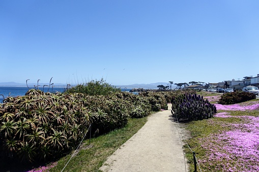 A beautiful view of the coastline and walking path in Monterey, California, with the purple flowers in spring bloom, on a beautiful sunny day.