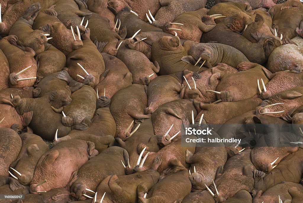 Hundreds of walruses on the beach at Round Island, Alaska. Hundreds of male walruses (Odobenus rosmarus) sunbathing together on the beaches of Round Island, Walrus Islands State Game Sanctuary in Bristol Bay, Alaska, USA. Walrus Stock Photo