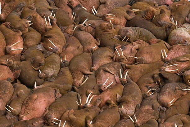 Hundreds of walruses on the beach at Round Island, Alaska. Hundreds of male walruses (Odobenus rosmarus) sunbathing together on the beaches of Round Island, Walrus Islands State Game Sanctuary in Bristol Bay, Alaska, USA. walrus photos stock pictures, royalty-free photos & images