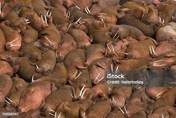 Hundreds Of Walruses On The Beach At Round Island Alaska Stock Photo - Download Image Now