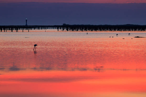 flamingo in delta del ebro - cloud morning delta landscape fotografías e imágenes de stock