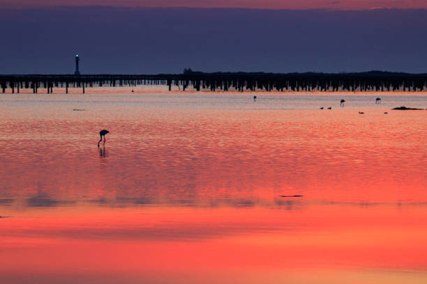 flamingo no delta do ebro - cloud morning delta landscape - fotografias e filmes do acervo