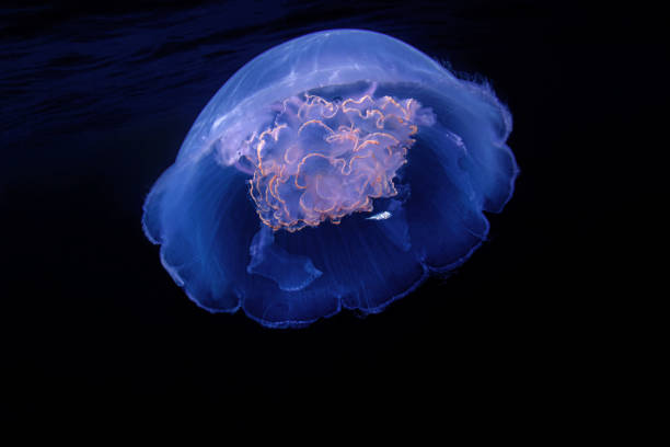 istock Jellyfish Aurelia aurita 1400652328