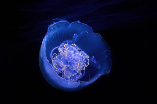 해파리 아우렐리아 오리타 - jellyfish moon jellyfish underwater wildlife 뉴스 사진 이미지