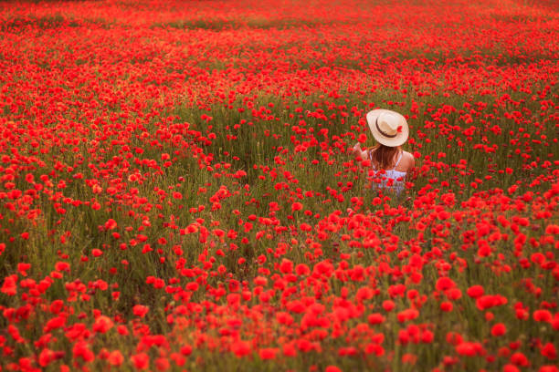 istock Field of Poppies 1400652349