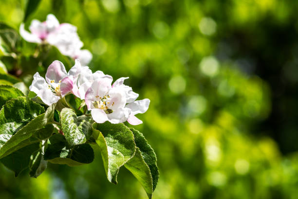 istock Blooming branches of an apple tree close-up. A spring tree blooms with pink and white petals in an orchard 1400652780