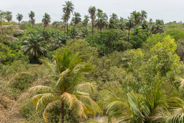 Jungle landscape in the Makasutu region of The Gambia