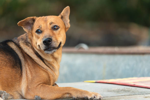 istock Brown domestic dog lying and looking at camera 1400652937
