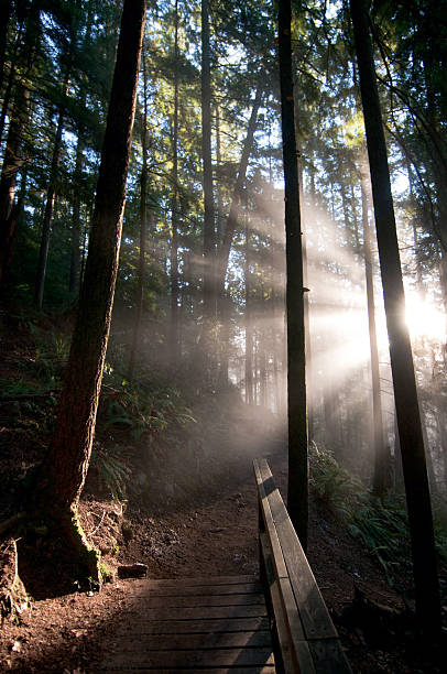 istock Morning Mist in the forest 140065318