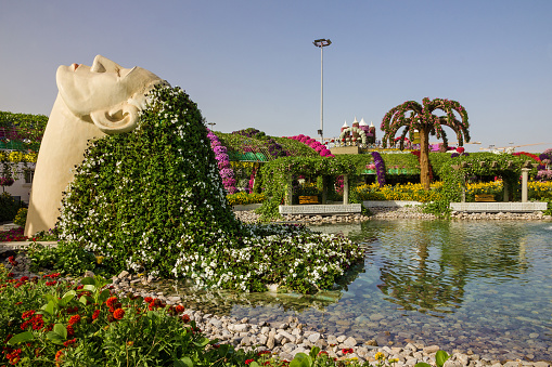 Dubai, UAE - Jan 23, 2022: The Miracle garden in Dubai, United Arab Emirates.