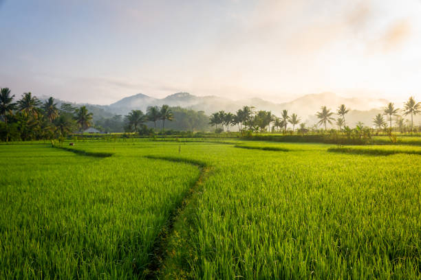 Landscape view of rice fields in the morning rice paddy stock pictures, royalty-free photos & images