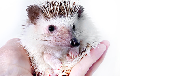Banner with hands stroking little African hedgehog, domestic pet, on white background