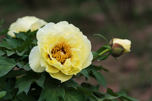 blooming yellow peony