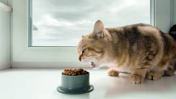 istock red ginger striped cat eating from bowl on window sill 1400654861