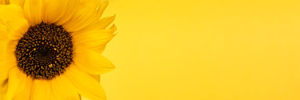 istock Beautiful yellow sunflower banner 1400655318