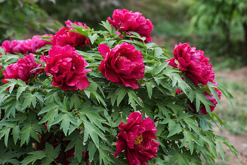 blooming red peony