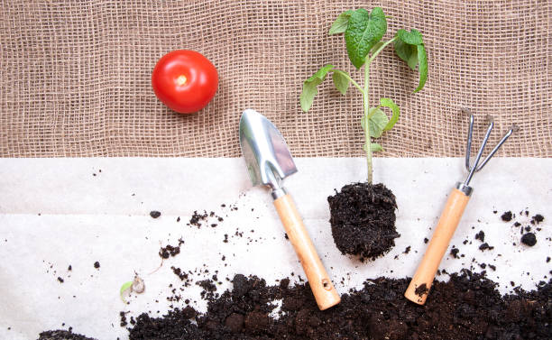 Planting tomato seedlings. Young tomato plants sowing in pots. Rake and  shovel on burlap background.  Flat lay design stock photo
