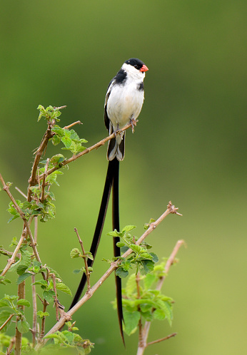 The pin-tailed whydah is 12–13 cm in length, although the breeding male's tail adds another 20 cm to this. The adult male has a black back and crown, and a very long black tail. The wings are dark brown with white patches, and the underparts and the head, apart from the crown, are white. The bill is bright red.