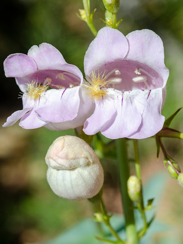 Close up of lavender flowers of Palmer's penstemon, Penstemon palmeri. Zion National Park, Utah, USA.