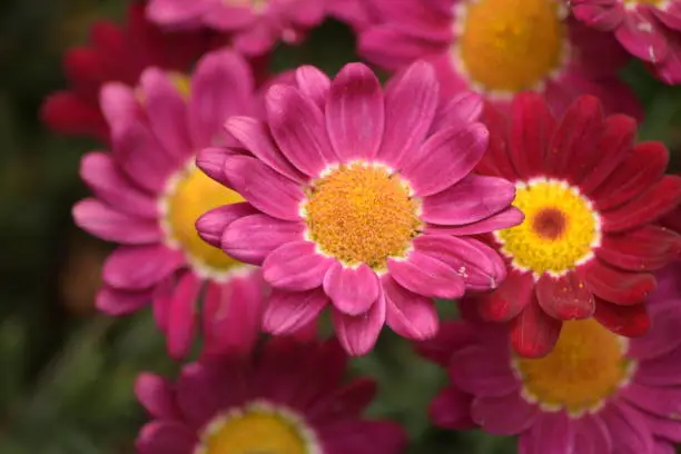 A beautiful image of a flower in close-up. It has radiant colours