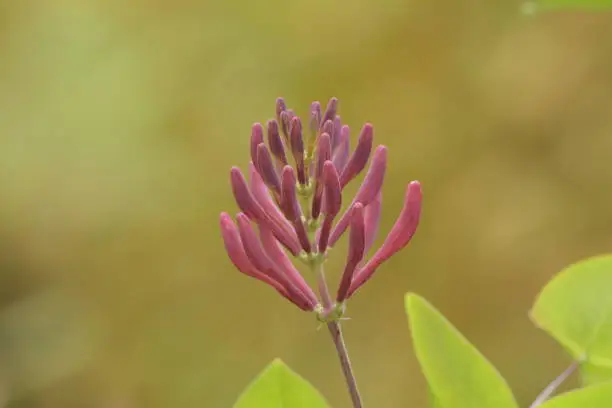 A beautiful image of a flower in close-up. It has radiant colours