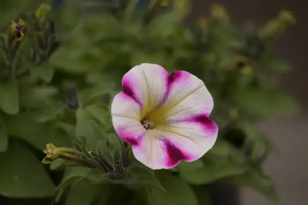 A beautiful image of a flower in close-up. It has radiant colours