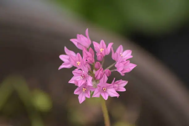 A beautiful image of a flower in close-up. It has radiant colours