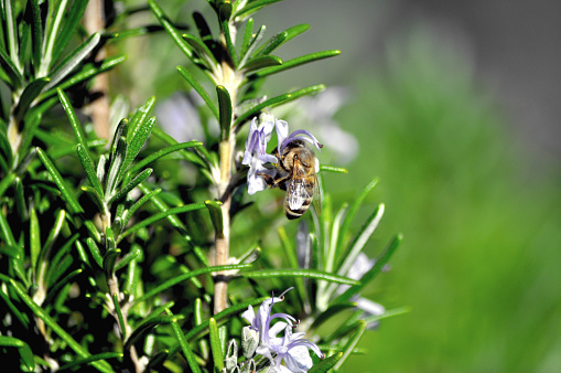 A bee collecting nectar from the flower of a rosemary plant.