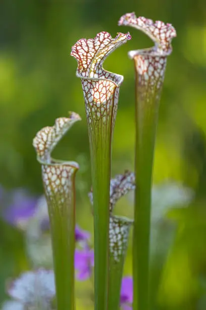 Crimson Pitcherplant Close-up