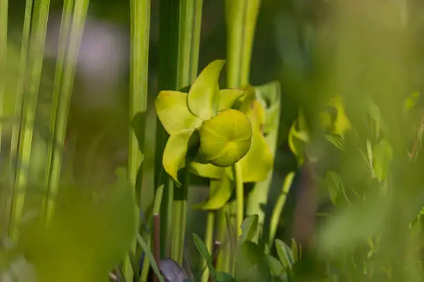 Closeup of a Yellow Pitcherplant