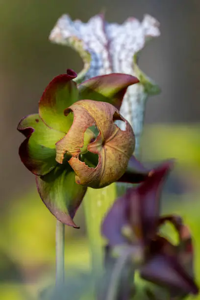 Closeup of a Yellow Pitcherplant