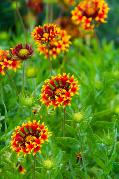 istock Spring Wildflowers-Myrtle Beach, South Carolina 1400659484
