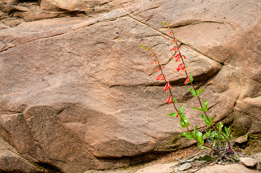 Bright red flowers on plant of firecracker penstemon, Penstemon eatonii, framed against a large rock background. Zion National Park, Utah, USA.