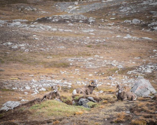 istock Three male bighorn sheep lying down and relaxing on a small hill , Jasper N.Park, Canada 1400661429
