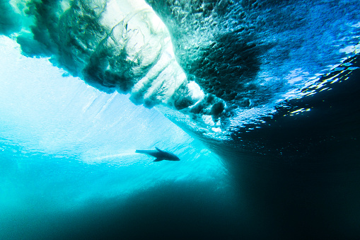 Australian fur seal underwater surfing beneath the ocean waves in clear water with bright morning sunlight