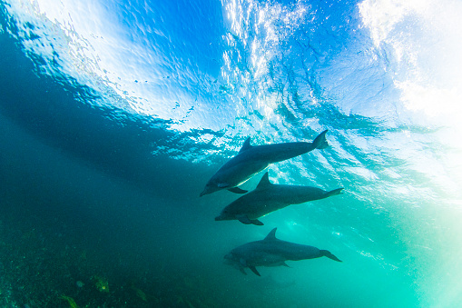 Dolphins underwater surfing beneath the ocean waves in clear water with bright morning sunlight