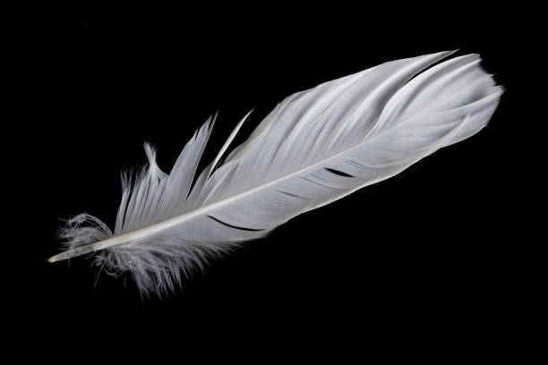 istock white feather of a goose on a black background 1400661804