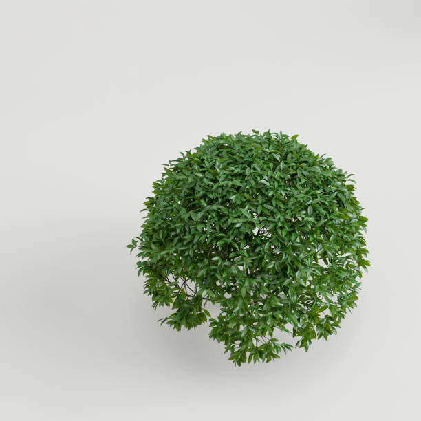 istock 3d illustration bush bird's-eye view isolated on background 1400664247