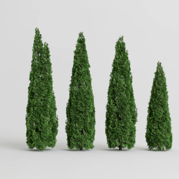 istock 3d illustration bush isolated on white background 1400664406