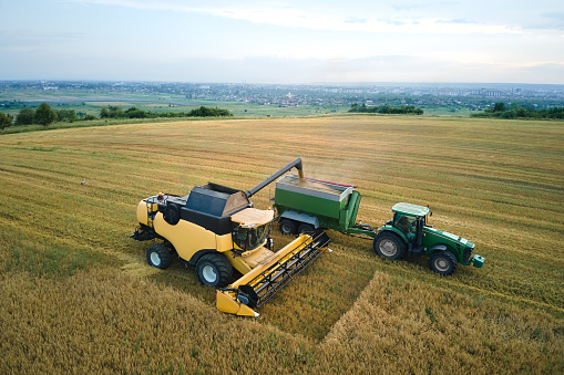 Aerial view of combine harvester unloading grain in cargo trailer working during harvesting season on large ripe wheat field. Agriculture and transportation of raw farm products concept.