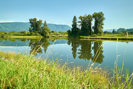 Tranquil reflections in the Alouette River in Pitt Meadows.