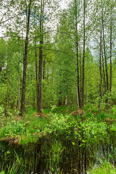 Green vegetation and swamp in the forest. Nature Landscape background on springtime day stock photo