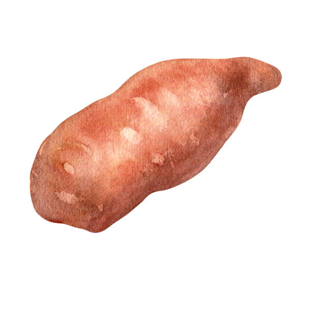 ilustrações, clipart, desenhos animados e ícones de ilustração de aquarela de batata doce isolada em branco - sweet potato