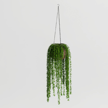 3d illustration of hanging plant isolated on white background
