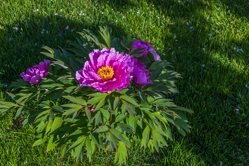 Close up view of blooming peony bush on green grass lawn. Sweden