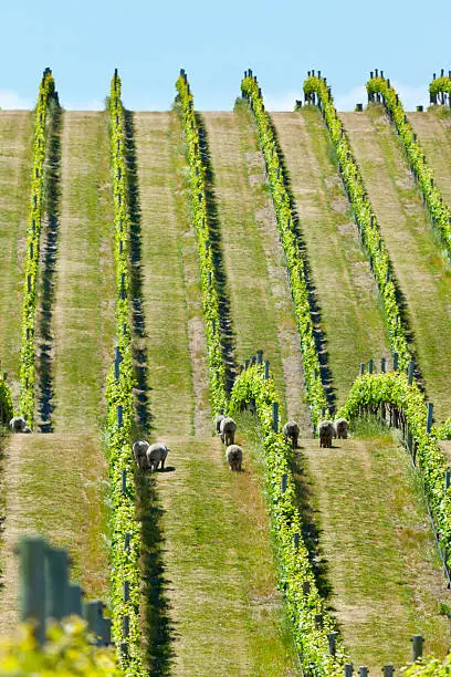 Babydoll sheep grazing in a vineyard in Marlborough wine region in the South Island of New Zealand