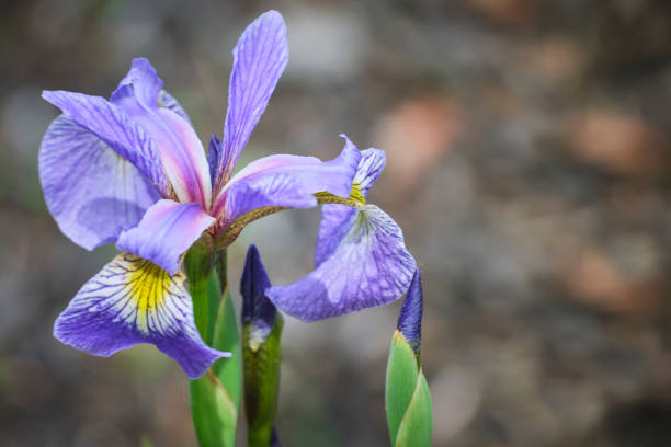 istock Single purple iris in soft focus against brown background 1400669328