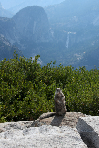 This marmot was standing on the rock wall at Glacier Point with Liberty Cap and Nevada Falls in the distant background.