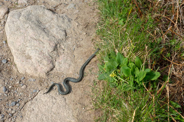 víbora (vipera berus) en las montañas tatra. - viper fotografías e imágenes de stock